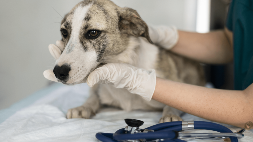 dependable veterinarian in Encino