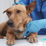 senior vet in Encino