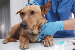 senior vet in Encino