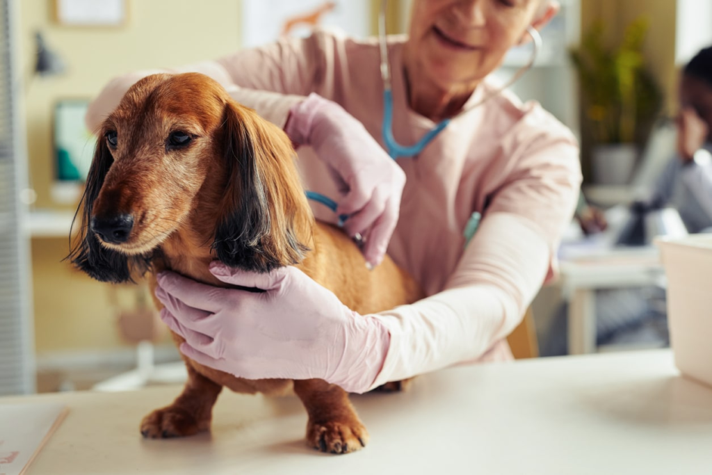 top dog and cat hospital